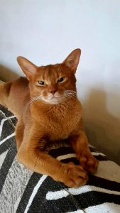 irresistible-abyssinian-stud