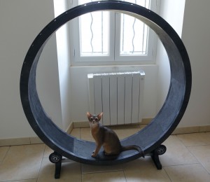 Roue One Fast Cat