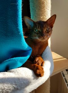 tie-ruddy-abyssinian