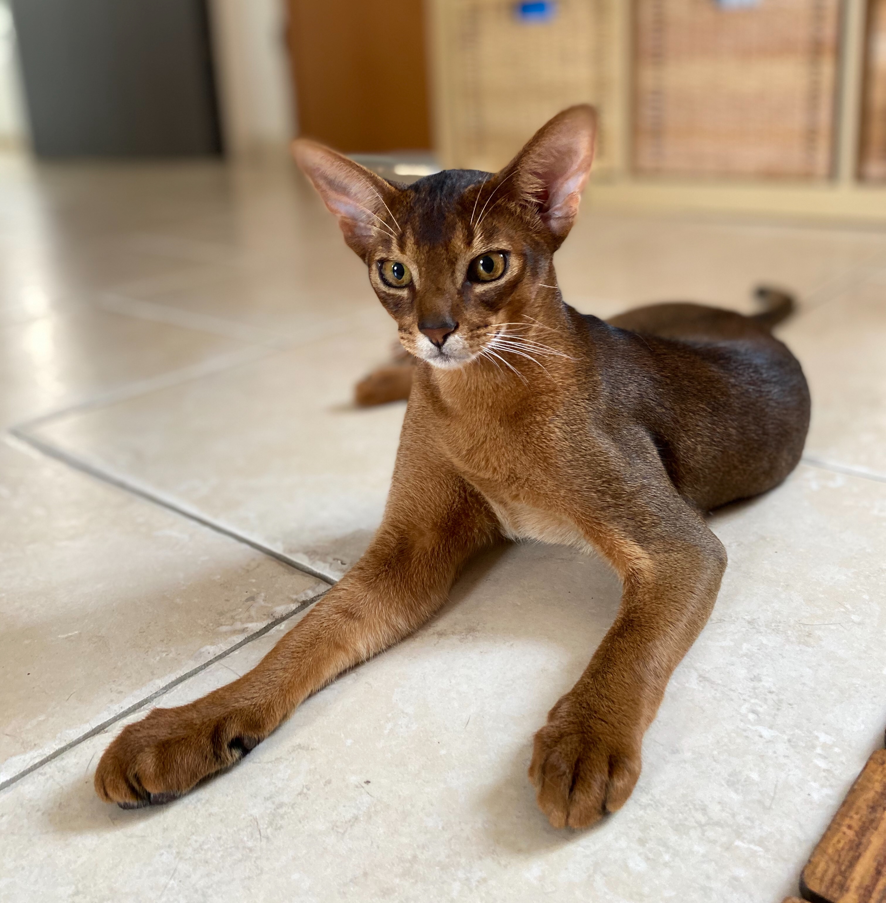 Abystyle Abystyle's Abyssinian